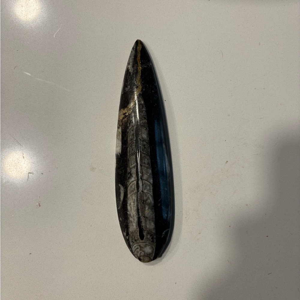 Fossilized Orthoceras Stone